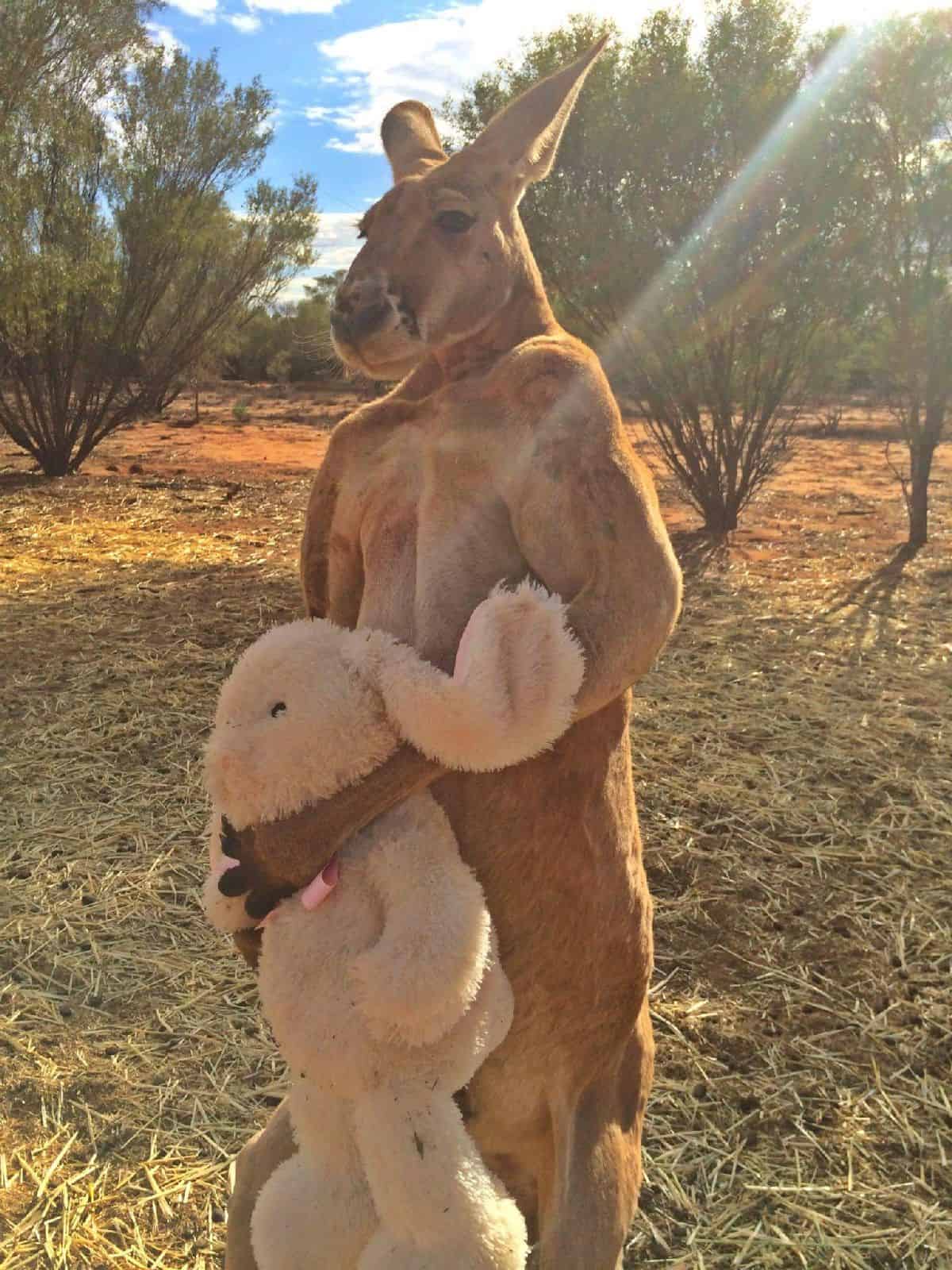 The kangaroo with his teddy bear
