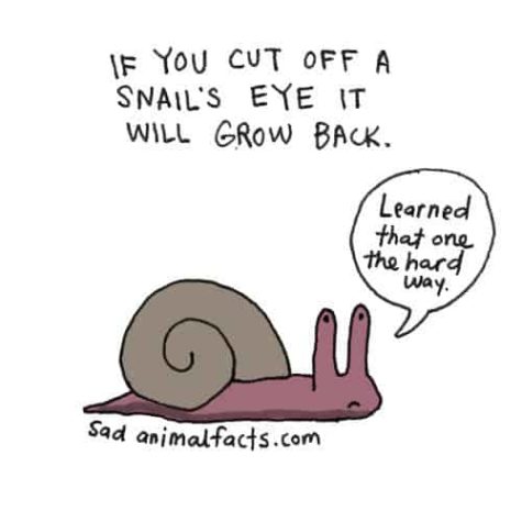Sad Animal Facts