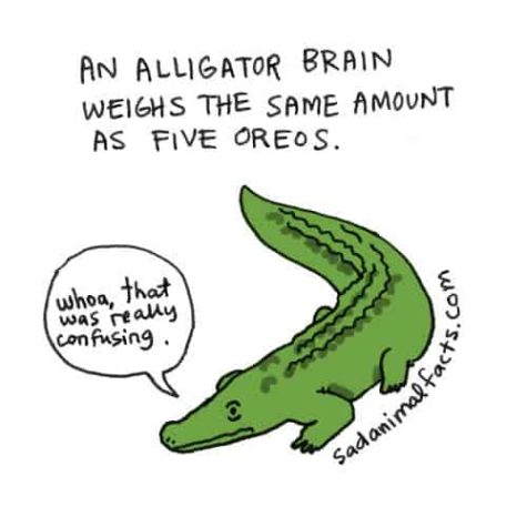 Sad Animal Facts