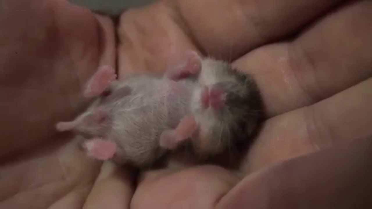 Hamsterbaby im Tiefschlaf