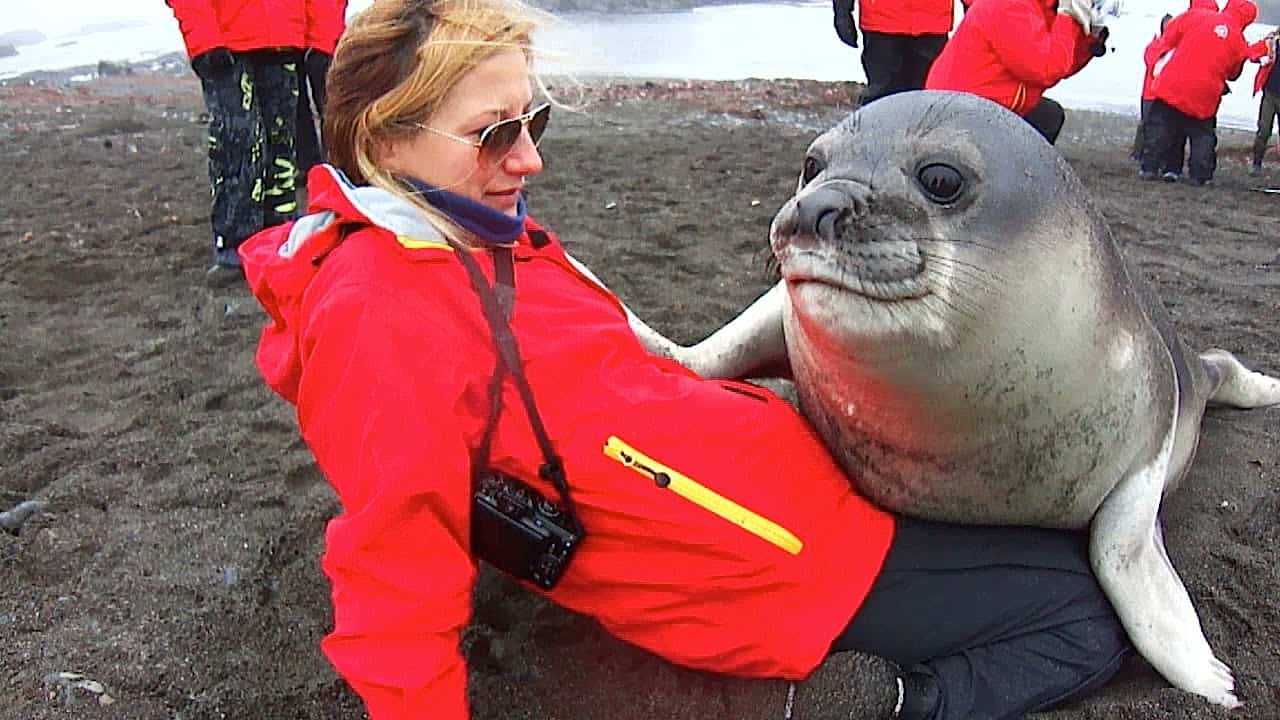 Mit einem See-Elefanten Baby kuscheln