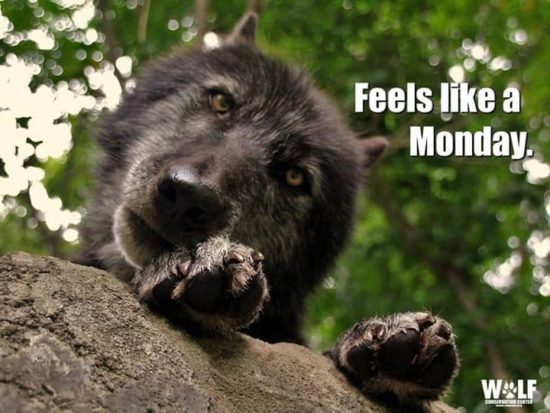 Feels like a Monday!