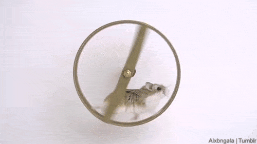 Montag - und wieder dreht das Laufrad