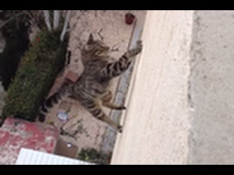 Ninja Katze fällt von dreistöckigen Haus