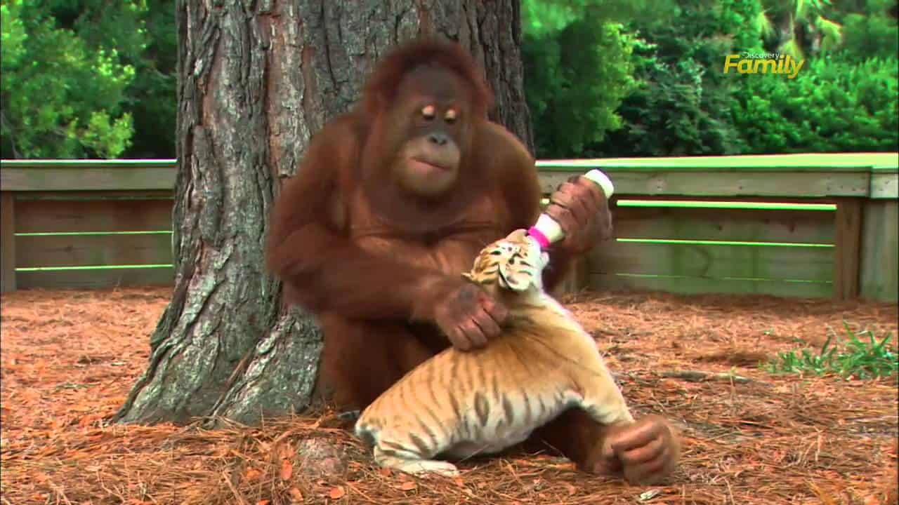 orang utan kuemmert sich um tige
