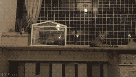 Synchronspringen der Katzen