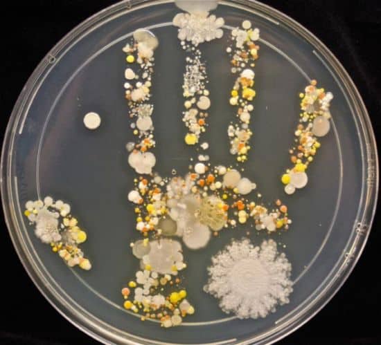Bakterien-Handabdruck eines achtjährigen Kindes