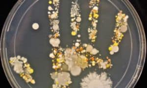 Bakteriálny odtlačok ruky osemročného dieťaťa