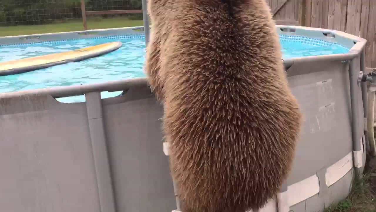 Braunbär geniesst ein Bad im Pool