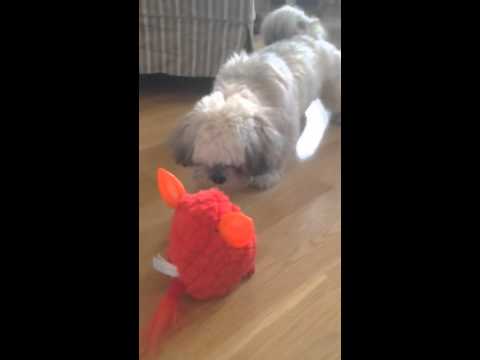 Dog vs Furby