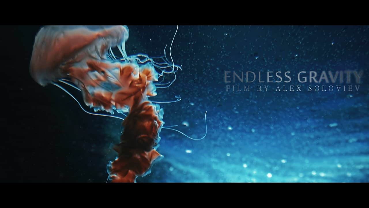 Endless Gravity: Im Dunkeln schwebenden Quallen