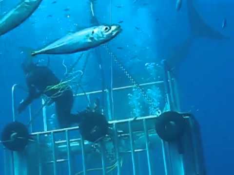 High five s možno najväčším bielym žralokom na svete