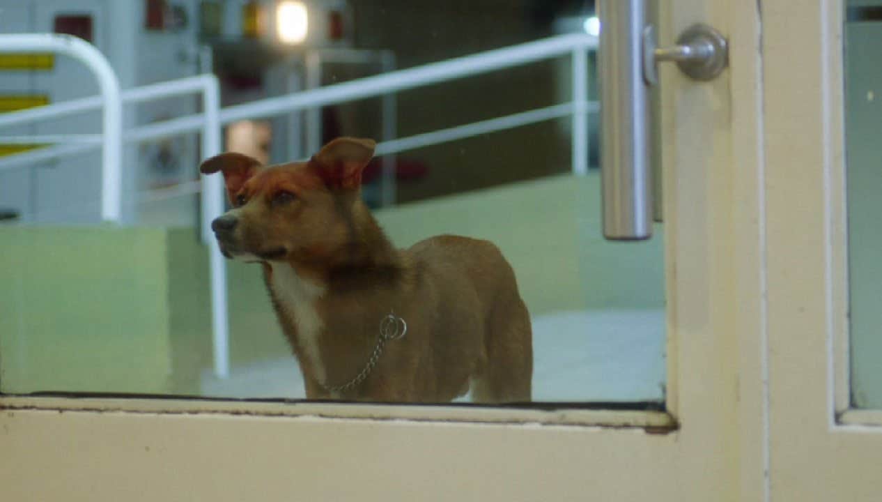 Hunde und ihre Loyalität