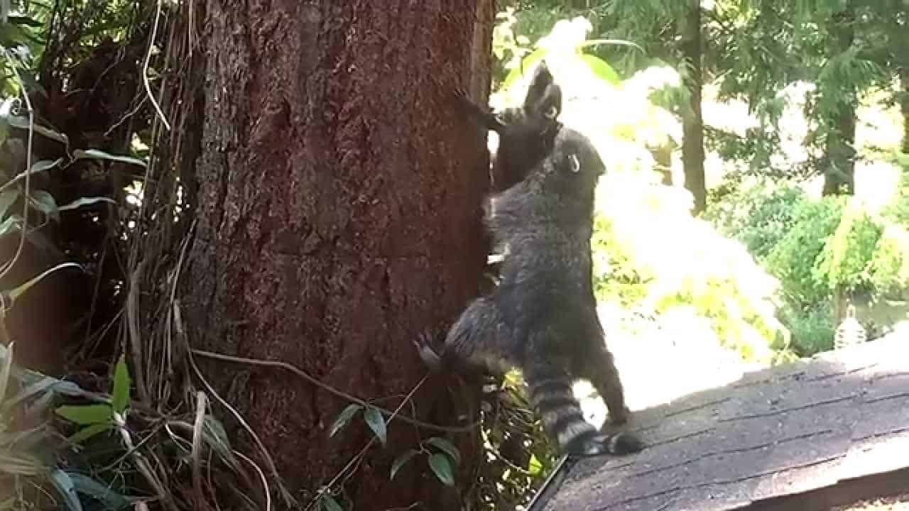 Mama Waschbär lehrt wie man auf einen Baum klettert