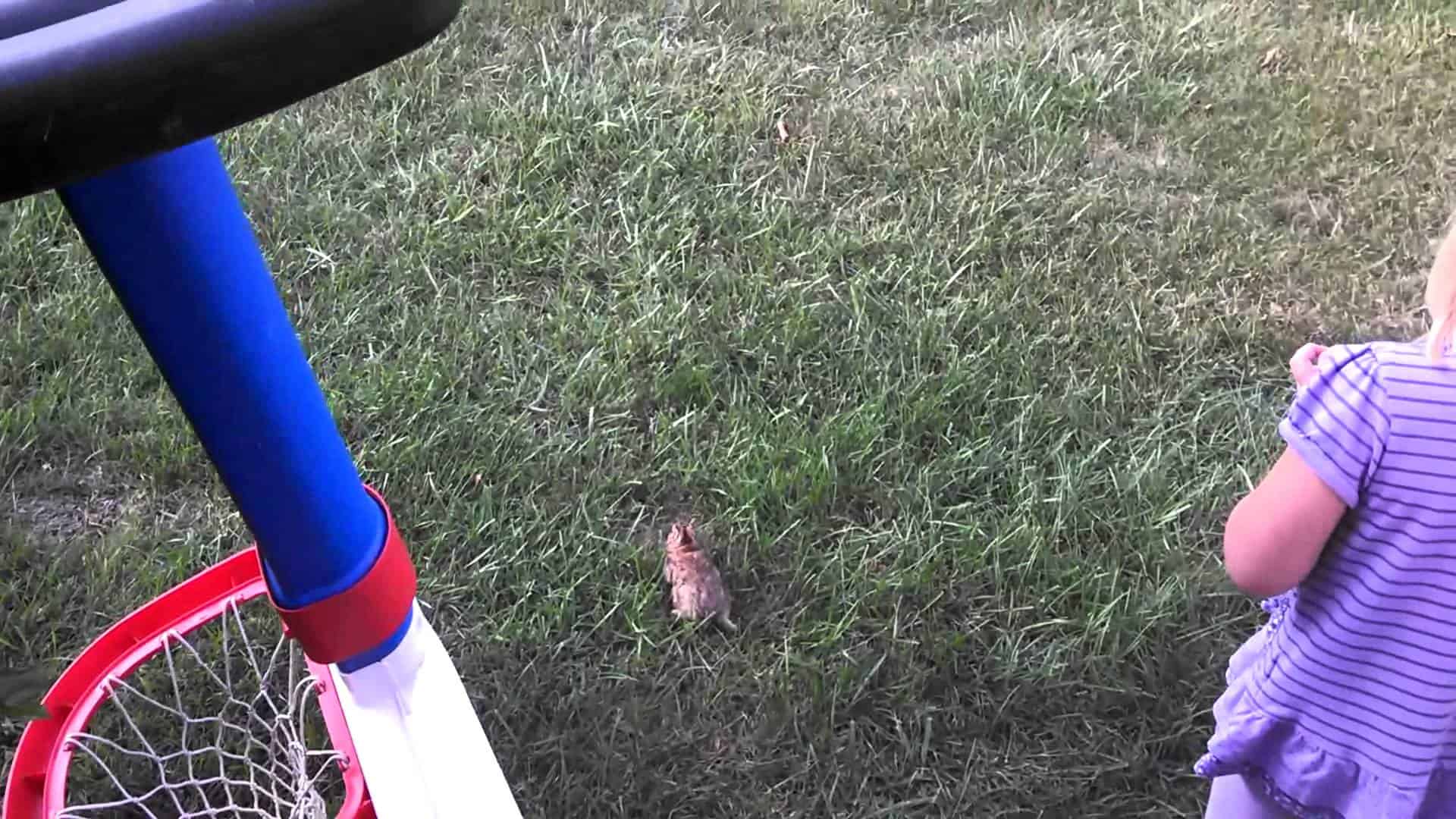 Run Rabbit, Run!