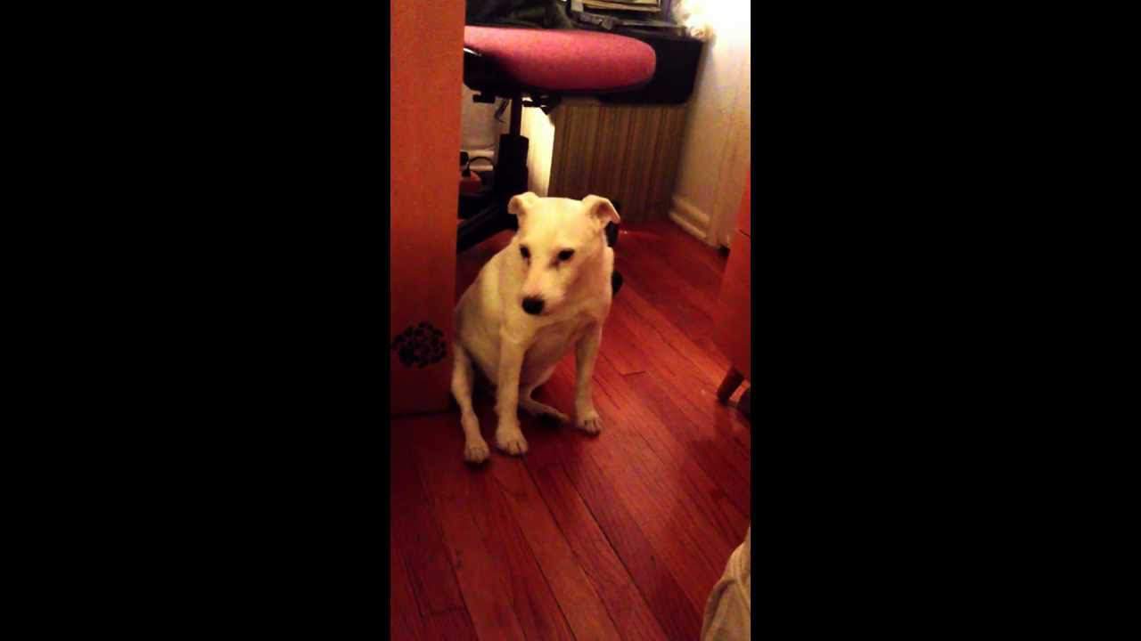 Schuldiger Hund