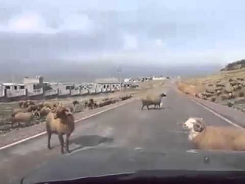 Störe niemals den Kampf zweier Schafe