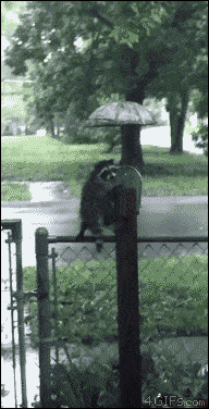 Waschbär unterm Regenschirm