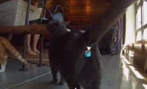 Intimschmuck für die Katze: Twinke Tush