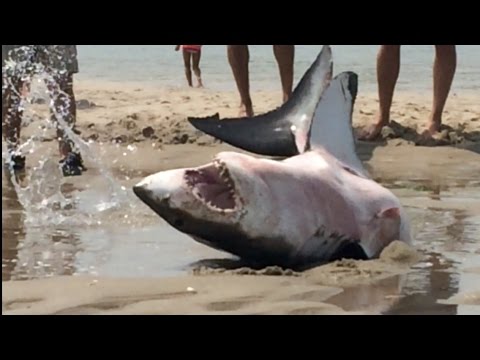 Kúpajúci sa zachraňujú bieleho žraloka vedrami vody