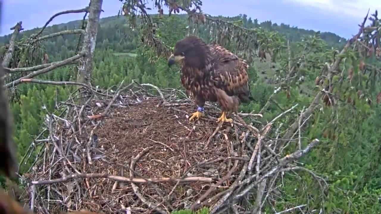 Der Adler ist gelandet – und es ist ihm sichtlich peinlich!
