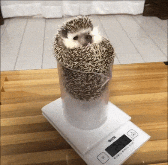 Der Igel und der Messbecher
