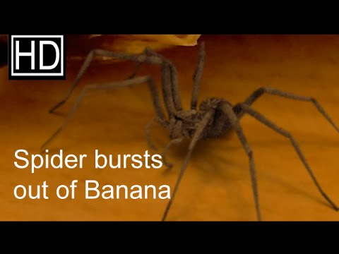 Spinne schlüpft aus einer Banane
