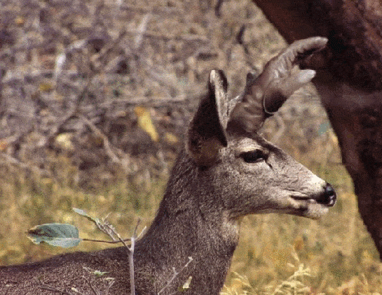 Horns Up Deer: ciervo de metal descubierto