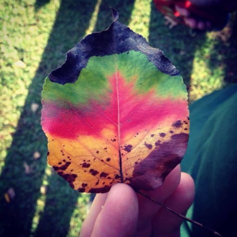 Ein Blatt im Herbst