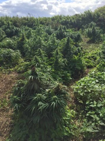 Der Marihuana-Wald von London