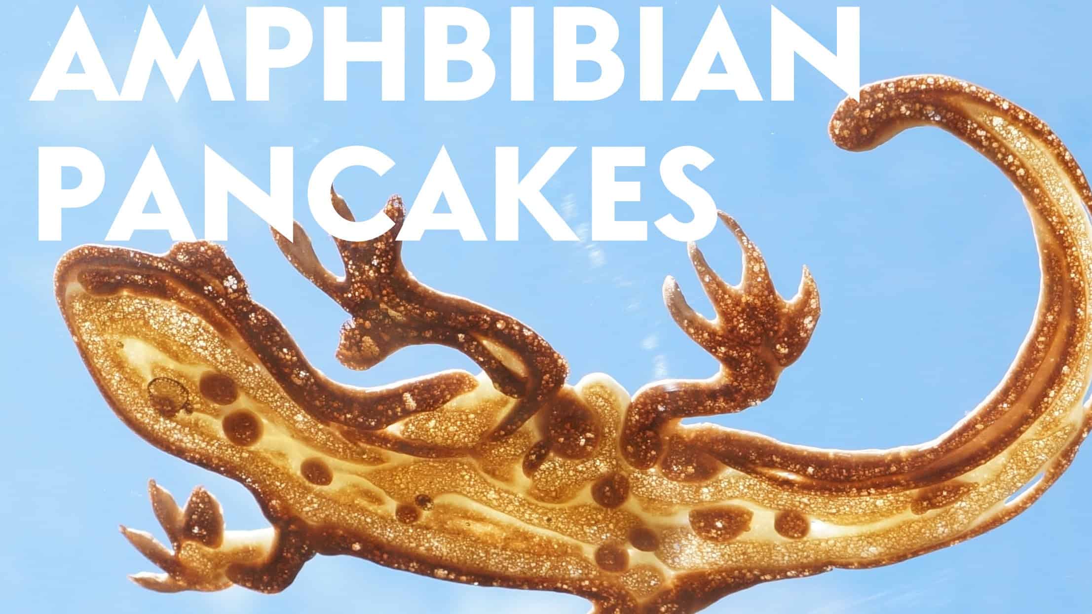 Amphibien Pfannkuchen