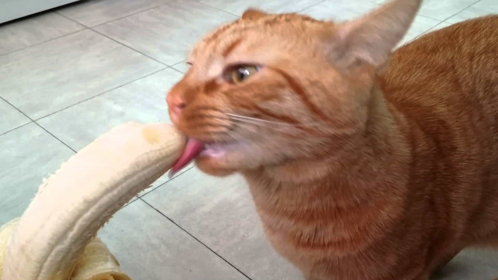 Diese Katze liebt Bananen über alles