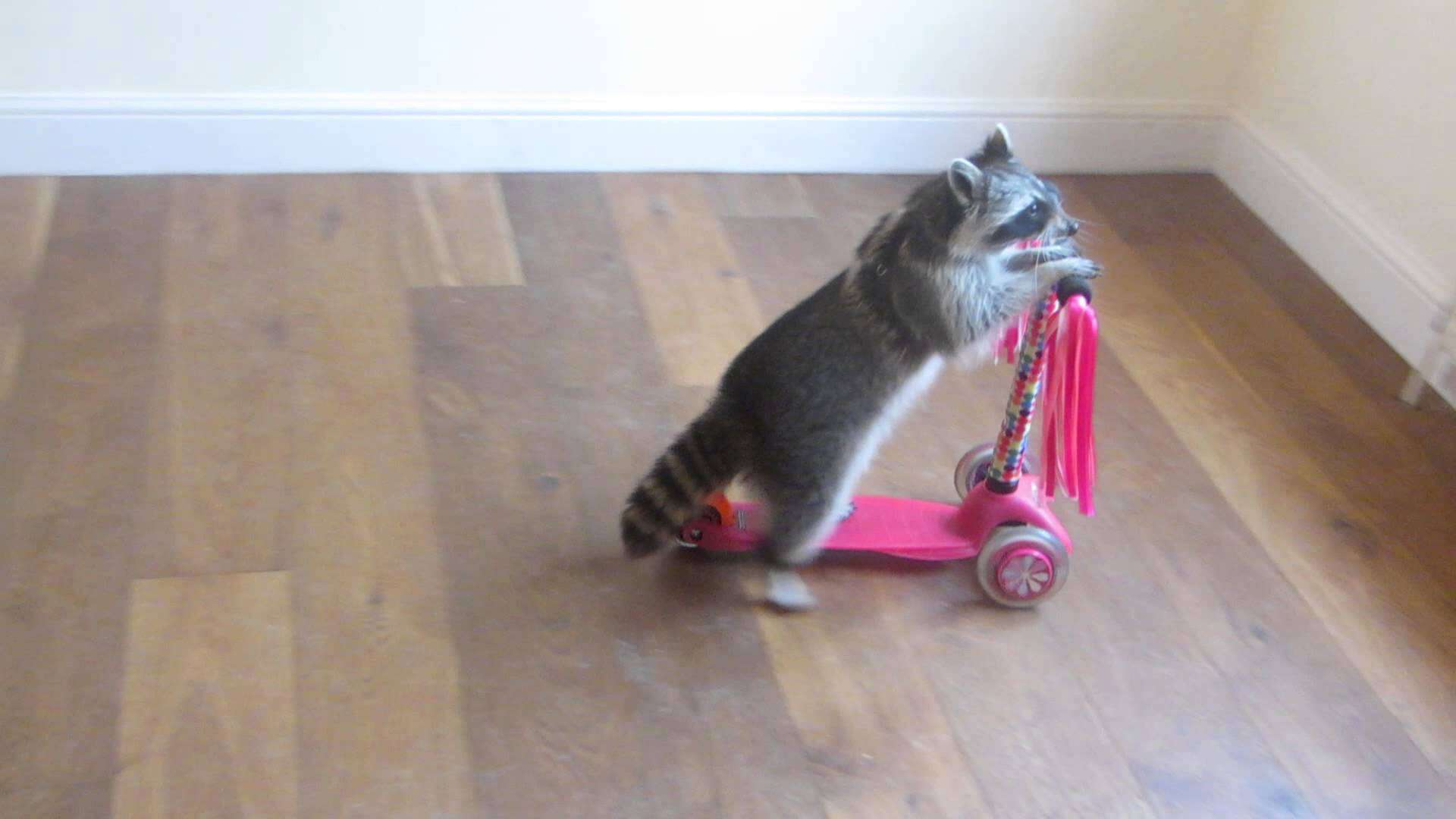 Een wasbeer die op een scooter rijdt