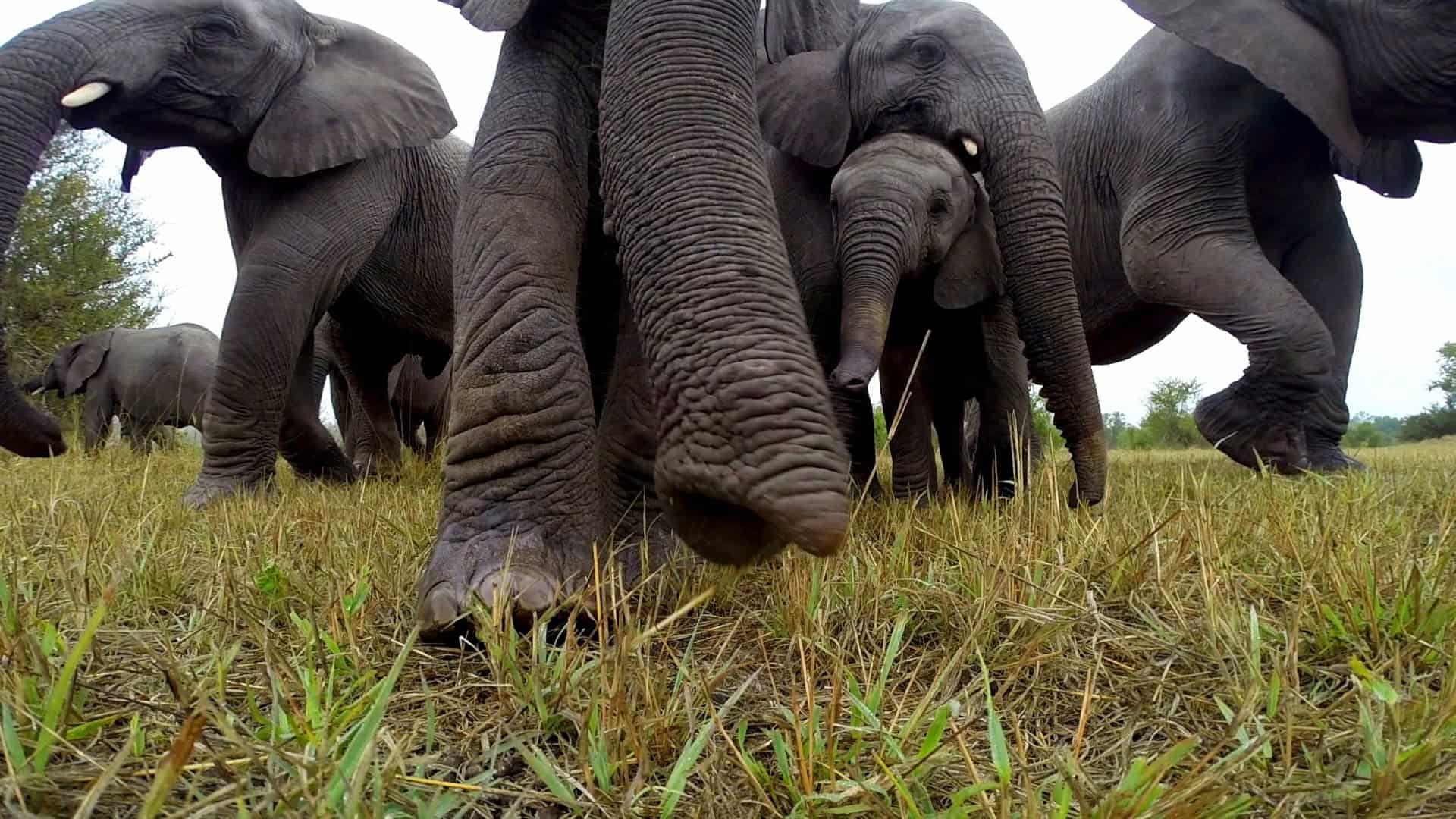 Elefanten finden eine GoPro