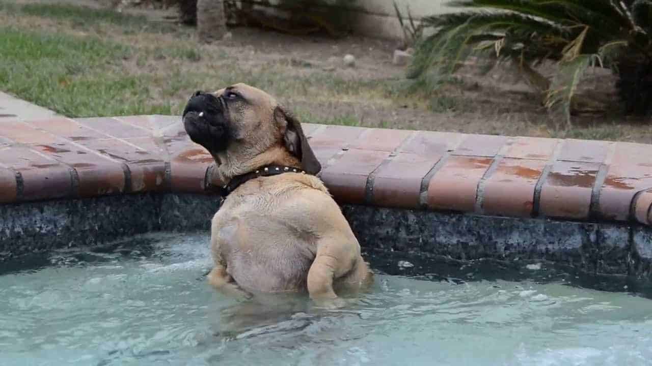Hund chillt im Whirlpool