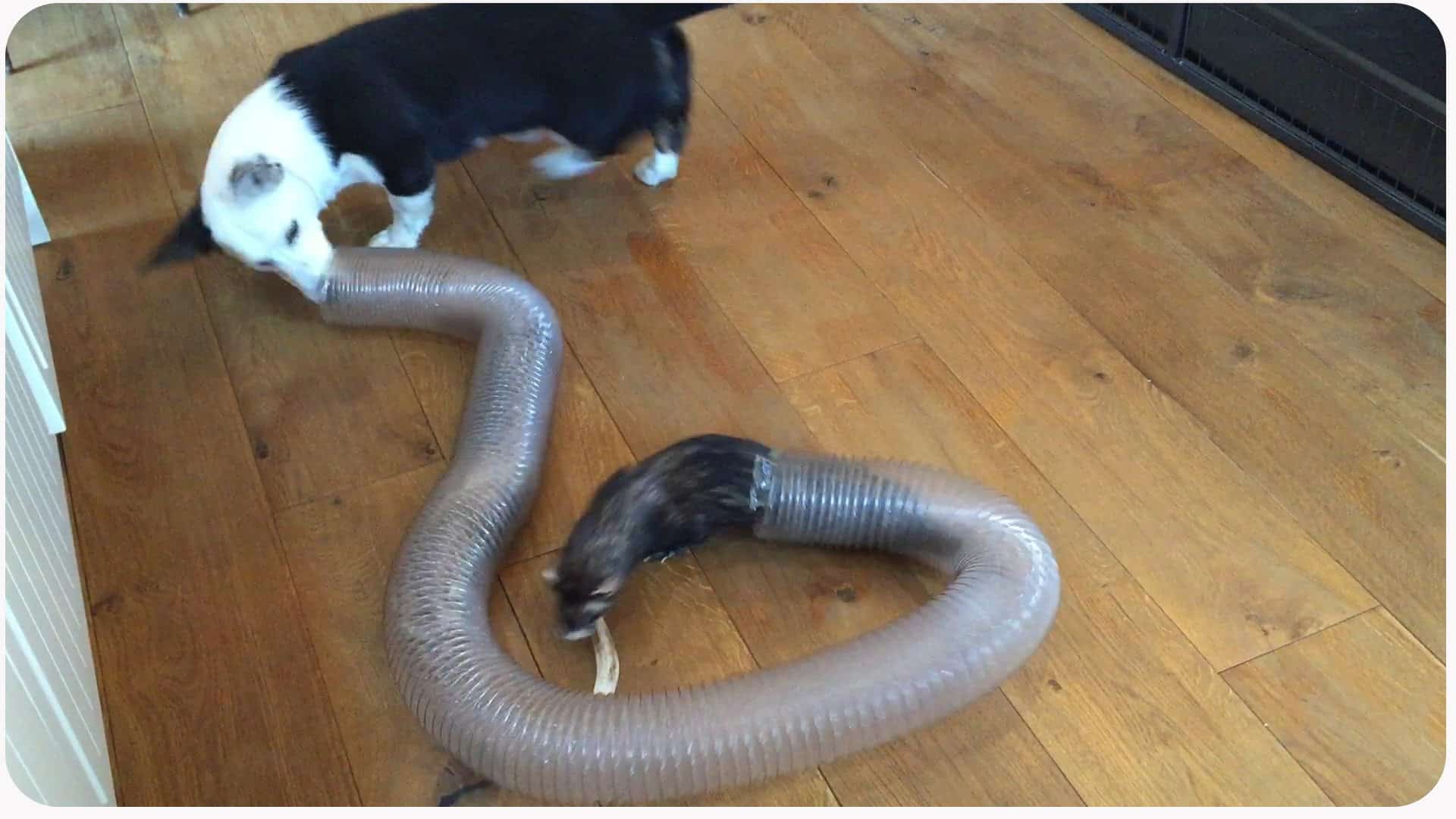 hund vs frettchen in der roehre