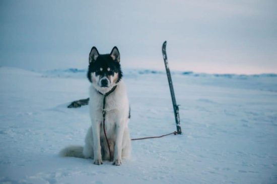 Ich habe meinen Job gekündigt, um mit Huskies Abenteuer zu erleben