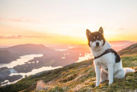 Ich habe meinen Job gekündigt, um mit Huskies Abenteuer zu erleben 