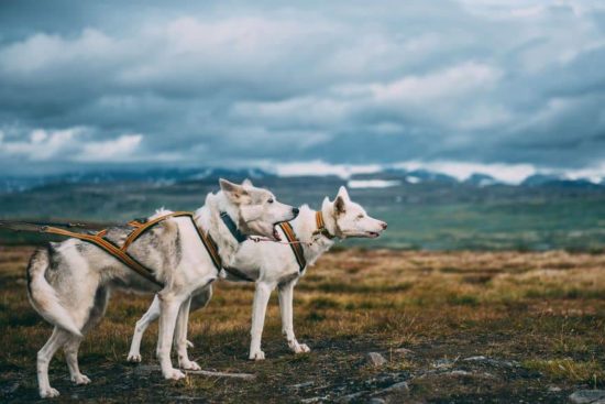 Ich habe meinen Job gekündigt, um mit Huskies Abenteuer zu erleben 
