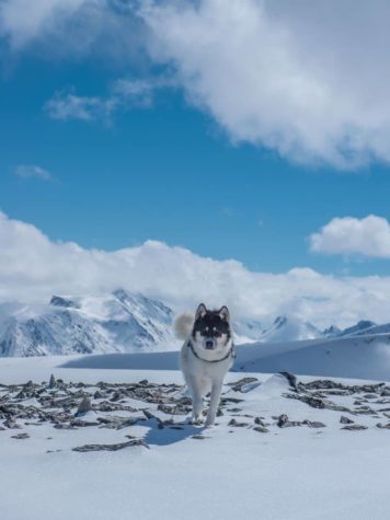 Ich habe meinen Job gekündigt, um mit Huskies Abenteuer zu erleben 