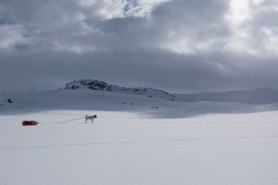 Ich habe meinen Job gekündigt, um mit Huskies Abenteuer zu erleben 