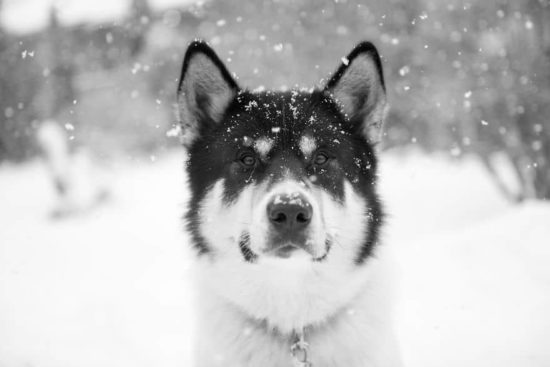 Ich habe meinen Job gekündigt, um mit Huskies Abenteuer zu erleben 