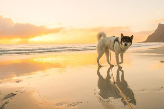 Ich habe meinen Job gekündigt, um mit Huskies Abenteuer zu erleben 