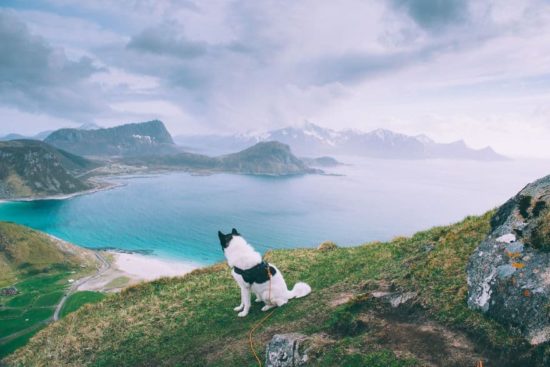 Ich habe meinen Job gekündigt, um mit Huskies Abenteuer zu erleben 