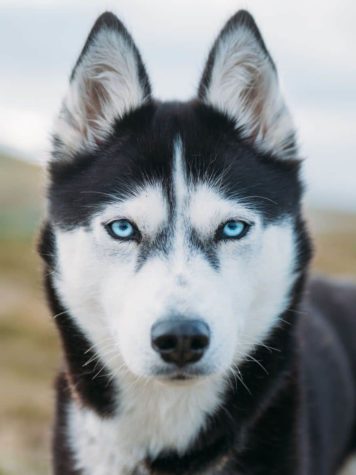 Ich habe meinen Job gekündigt, um mit Huskies Abenteuer zu erleben 