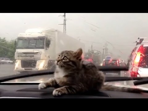Katzen gegen Scheibenwischer