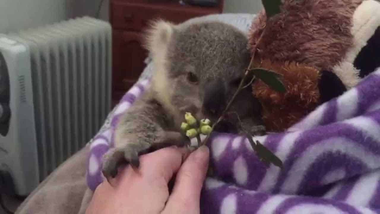 Vårda en baby koala