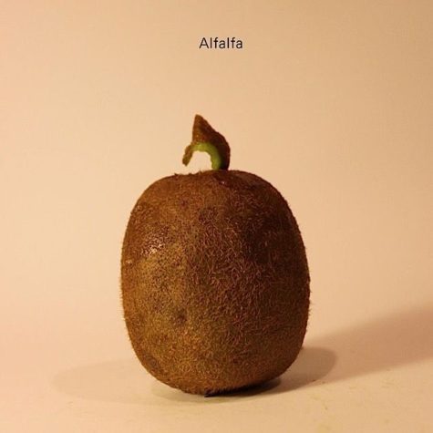 Prominente Köpfe aus Kiwis geschnitzt