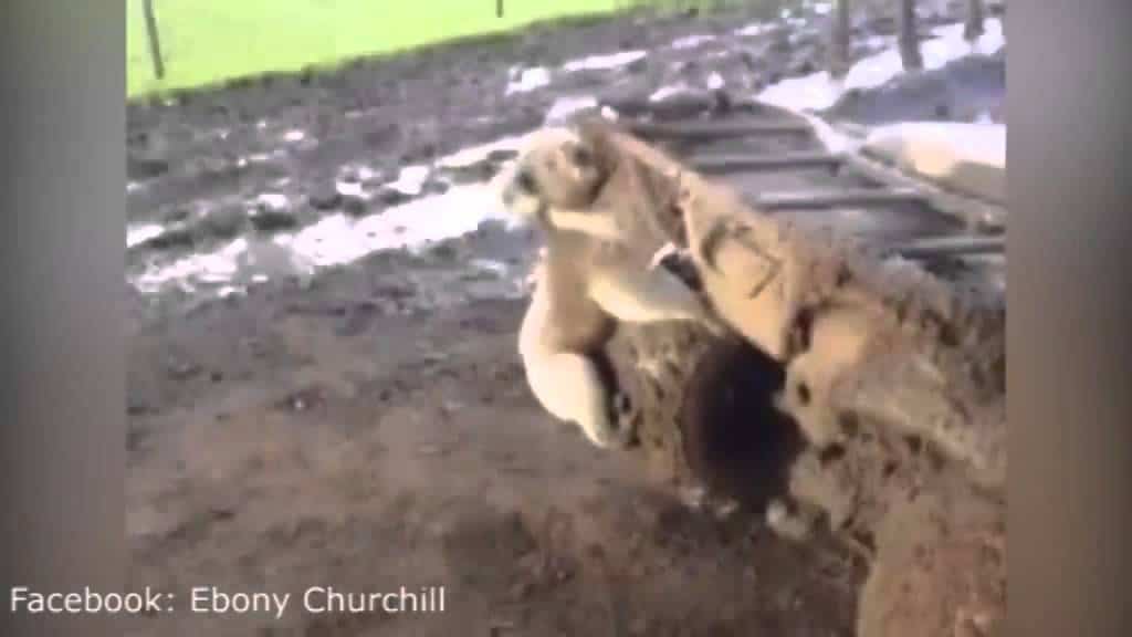Real Life Horror in Australien: Verfolgt von einem Koala