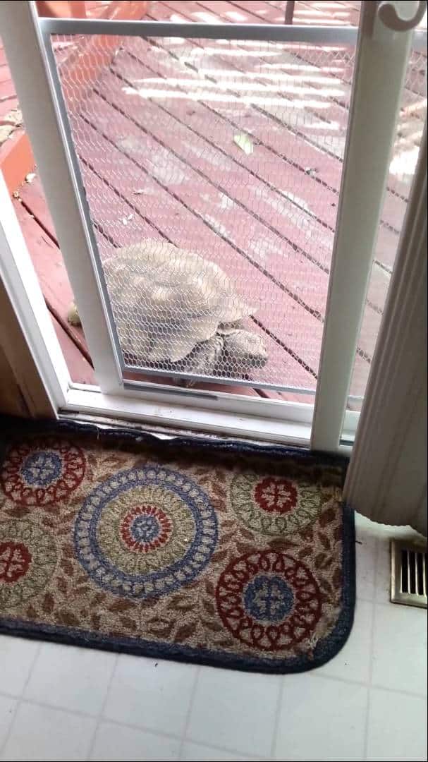 Schildkröte lässt sich selbst ins Haus